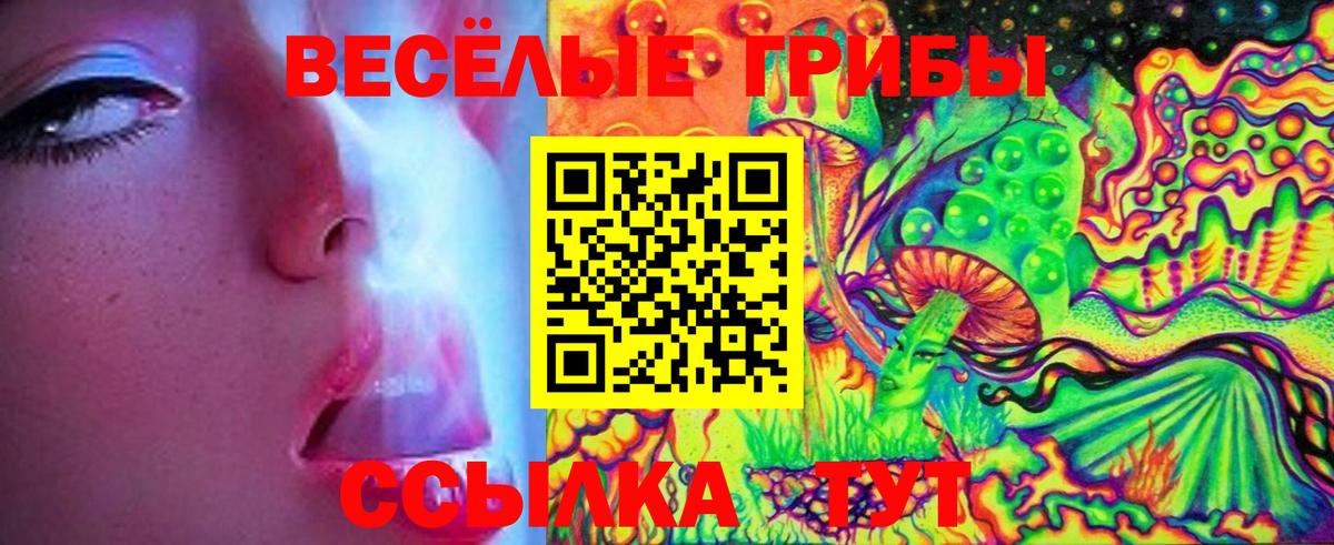 Псилоцибиновые грибы Psilocybe Светлоград